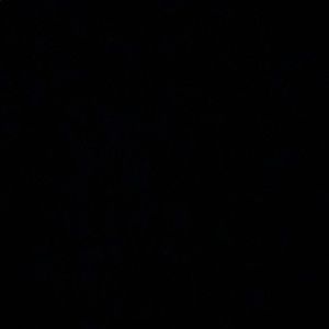 Meet your Posher, Bailey